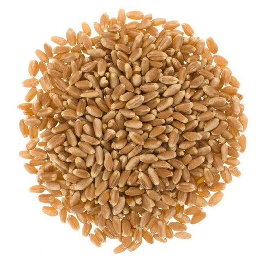 Hard Red Spring Wheat Berries